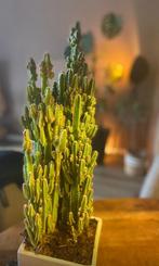 Zeer volle cactus van 65 cm hoog in pot, Ophalen, Minder dan 100 cm, Volle zon, In pot