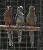Pennant rosella, Dieren en Toebehoren, Vogels | Parkieten en Papegaaien, Meerdere dieren, Parkiet, Geringd
