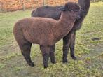 Alpaca s te koop hengsten, Juni, Mannelijk