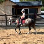 Brave welsh A ruin (1.18m) - kinderpony sportpony, Dieren en Toebehoren, Ruin, M, Springpony, Gechipt