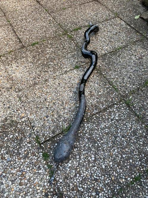 Slang van.  wilgenhout. Gebrand en gelakt. Met loodschubben., Tuin en Terras, Tuinbeelden, Nieuw, Ophalen