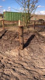 Paddock palen , weidepalen , kastanje houten palen, Tuin en Terras, Palen, Balken en Planken, Ophalen, Nieuw, Minder dan 180 cm
