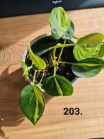 Planten pakket, twee beschikbaar, 8 planten voor 50 euro, Ophalen, Minder dan 100 cm