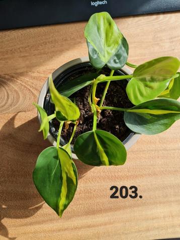 Planten pakket, twee beschikbaar, 8 planten voor 50 euro beschikbaar voor biedingen
