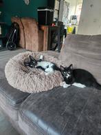 Half Maine Coon kittens klaar om te verhuizen 🙏🏻🐾🐱, Dieren en Toebehoren, Katten en Kittens | Overige Katten, Poes