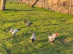 Prachtig toompje Wyandotte kippen / hoenders, Dieren en Toebehoren, Pluimvee, Kip, Meerdere dieren
