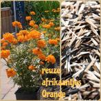 Reuze afrikaantjes Orange of geel, Tuin en Terras, Ophalen of Verzenden