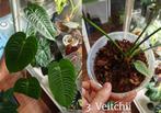 Anthurium Veitchii, Huis en Inrichting, Kamerplanten, Overige soorten, In pot, Minder dan 100 cm, Groene kamerplant