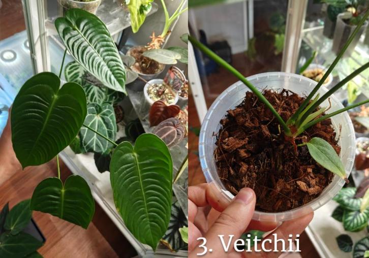 Anthurium Veitchii, Huis en Inrichting, Kamerplanten, Overige soorten, Minder dan 100 cm, Groene kamerplant, Halfschaduw, In pot