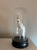 Mooie Kaketoe Beeld in Glazen Stolp, Ophalen, Zo goed als nieuw