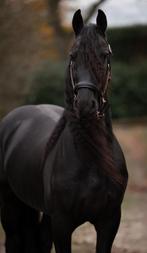 Leasepaard aangeboden