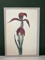 Amaryllis Formosissima Kunst Kaart A4, Ophalen of Verzenden