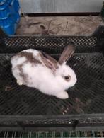 Holaander, Dieren en Toebehoren, Konijnen, Mannelijk, Groot
