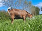 Mooi dwergeitje, Dieren en Toebehoren, Schapen, Geiten en Varkens, Vrouwelijk, Geit, 0 tot 2 jaar