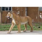 Lion Lioness Walking 243 cm - Leeuwin beeld, Ophalen, Nieuw