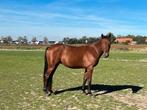 Tweejarige Arabisch partbred ruin, Dieren en Toebehoren, Paarden, Minder dan 160 cm, Gechipt, Ruin, 0 tot 2 jaar