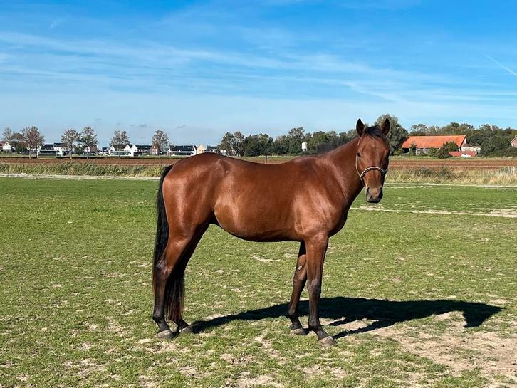 Tweejarige Arabisch partbred ruin, Dieren en Toebehoren, Paarden, Ruin, Onbeleerd, Minder dan 160 cm, 0 tot 2 jaar, Met stamboom