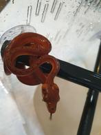 Corallus Hortulanus  full red avec double ligne discontinue., Dieren en Toebehoren, Reptielen en Amfibieën, Slang, Tam, 0 tot 2 jaar