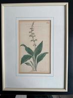 Antiek gravure wilde Orchidee 25/33 cm, Antiek en Kunst, Ophalen of Verzenden