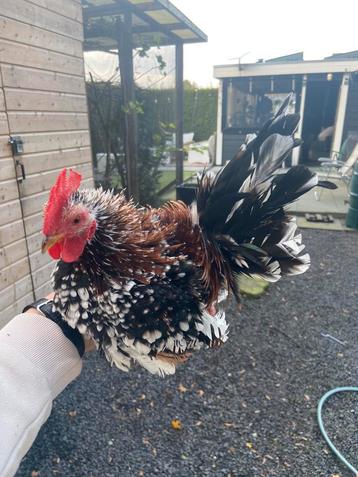 Serama haan beschikbaar voor biedingen