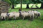 Bleu du Maine ooi- en ramlammeren te koop., Meerdere dieren, Schaap