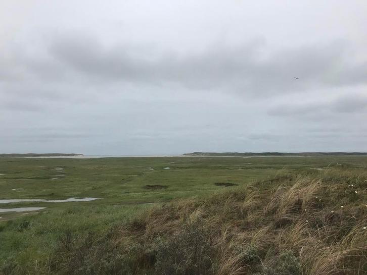 Plekje gezocht voor pony, Dieren en Toebehoren, Stalling en Weidegang, Weidegang, 1 paard of pony