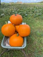 Halloween pompoenen pompoen, Ophalen, Overige soorten, Volle zon