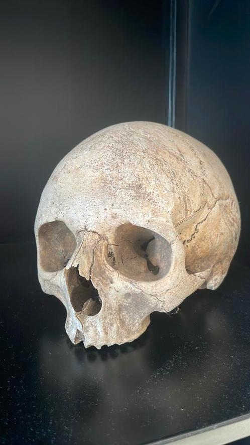 Schedel, Antiek en Kunst, Curiosa en Brocante, Ophalen