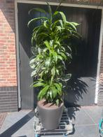 Mooie grijze pot verrijdbaar met aqua system, Ophalen of Verzenden, Zomer, Overige soorten