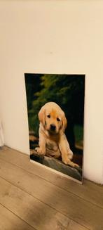 puppy pooster, Maart, Geslacht onbekend