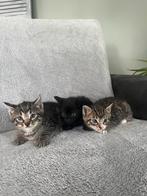 Boederij kittens, Meerdere dieren