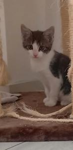 3 mooie lieve kittens, Dieren en Toebehoren, Meerdere dieren
