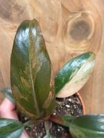 Philodendron imperial red pink variegata roze mint plant, Huis en Inrichting, Ophalen of Verzenden, Halfschaduw, Minder dan 100 cm