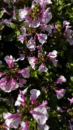 Salvia rose bicolour, Ophalen, Zomer, Overige soorten, Volle zon