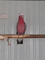 Rosé kaketoe, Mannelijk, Papegaai
