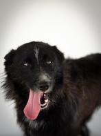 Waar mag deze jonge man Milo komen wonen?, Dieren en Toebehoren, Honden | Niet-rashonden, Particulier, Rabiës (hondsdolheid), 15 weken tot 1 jaar