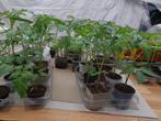 Tomaten plantjes/ tomatenstekjes, Ophalen, Volle zon, Groenteplanten, Eenjarig