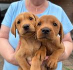 Fieldtrial labrador pups, Dieren en Toebehoren, 8 tot 15 weken, Labrador retriever, CDV (hondenziekte), Meerdere