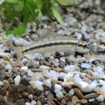 Gyrinocheilus aymonieri beschikbaar voor biedingen