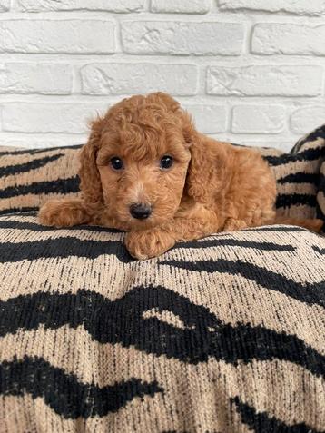 Malitpoo pups, maltezer, toy poedel beschikbaar voor biedingen
