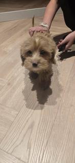 Mini Maltipoo pup, HCC (leverziekte), Overige rassen, 8 tot 15 weken, Teef