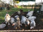 Jonge Brahma kippen grootsoort, Dieren en Toebehoren, Meerdere dieren, Kip