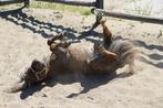 Verzorgster gezocht, Dieren en Toebehoren, Ophalen