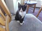 een lief zwart/wit kitten, Dieren en Toebehoren, Poes, Kortharig, 0 tot 2 jaar
