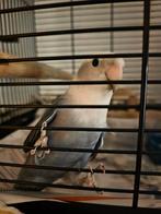 Agapronis 2 jaar oud, Dieren en Toebehoren, Vogels | Overige Vogels, Mannelijk