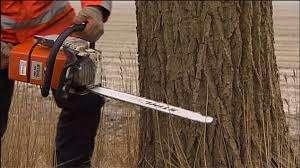 Gezocht; loofbomen. (Gratis) gekapt in ruil voor het hout., Tuin en Terras, Haardhout, Stammen, 6 m³ of meer, Ophalen