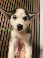 MOETEN WEG - Siberische Husky pups / nog 2 beschikbaar!, Dieren en Toebehoren, Honden | Poolhonden, Keeshonden en Oertypen, CDV (hondenziekte)