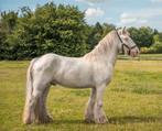 Lieve 4 jarige  bereden Tinker  ongeveer 138m, Dieren en Toebehoren, B, Ruin, 3 tot 6 jaar, Gechipt