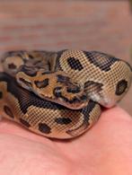 1.0 Male Clown het Piebald, Slang, Tam, 0 tot 2 jaar