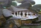 Trio Thysochromis ansorgii wildvang, Vis, Zoetwatervis